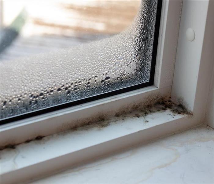 mold growing on window sill