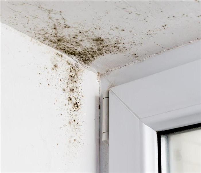Black mold on a white wall 